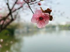 -顾村公园
