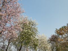 -海珠湖公园