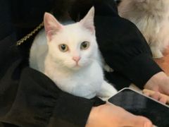 -猫色咖啡·猫咖