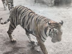 -上海野生动物园