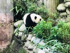 景点-成都大熊猫繁育研究基地