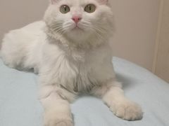 -纳吉亚猫专科动物医院博雅分院