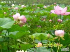 -微山湖红荷湿地景区