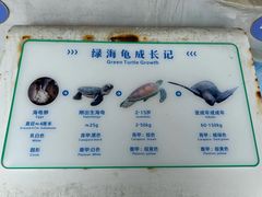 -广东惠东海龟国家级自然保护区