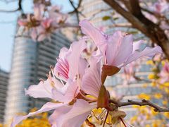 -洲头咀公园