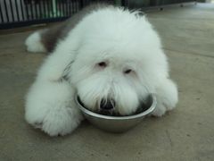 -TrueLove @ Neverland (Husky Cafe)