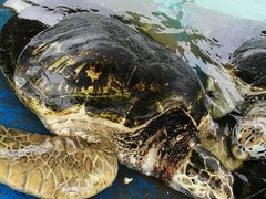 -北戴河圣蓝海洋公园