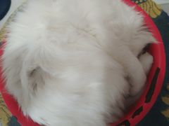 -平行世界·猫咖(首经贸店)