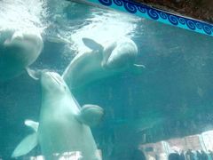 -秦皇岛乐岛海洋王国