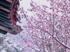 -北京凤凰岭