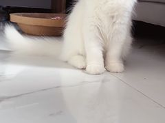 -佳雯宠物医院·皮肤科·内外科(春晓路分院)