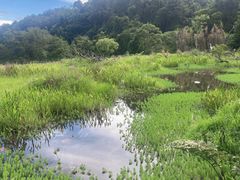 -普洱太阳河森林公园