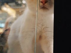 -藏猫猫咖啡主题馆(中央大道店)