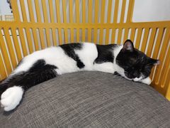 -关爱宠物医院·猫科中心·消化科(滨湖万达分院)