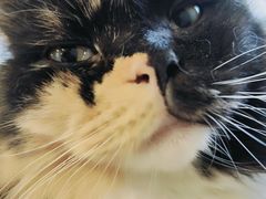 -楼上猫咖(罗湖店)