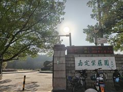 -嘉定紫藤园