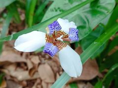 -荔枝公园(福田区)