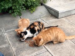 -天津妈祖文化园