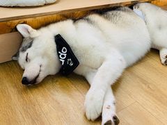 -Husky Go! 哈士奇体验馆·宠物咖啡厅狗咖