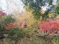 -秋霞圃
