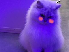 -极木²邸 人与宠物·互动社区