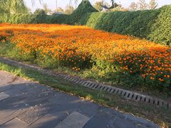 -枫林花海