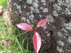 -罗三妹山