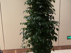 -领事馆19号中餐厅(厦门海景洲际酒店)
