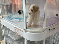 -翊宠yipet猫狗购宠庄园犬舍•猫舍