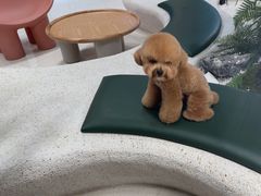 -帕帕拉兹宠物(亚洲旗舰店)