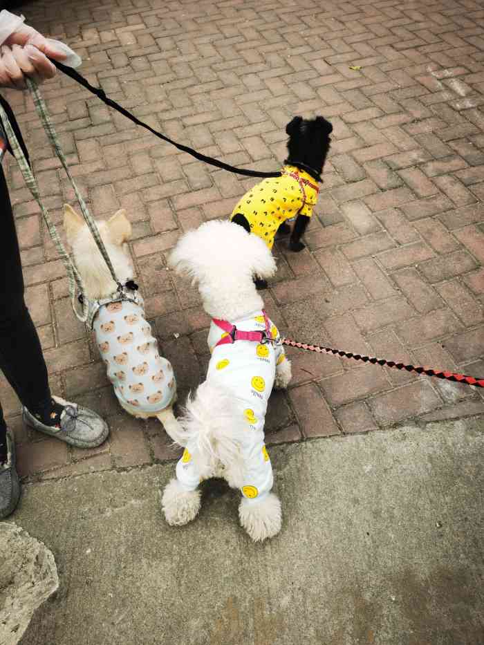 花园饼屋(邓尉路店)-"网红的苏州花园饼屋奶酪包,到苏州,特地打.