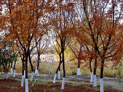 -大兴滨河森林公园