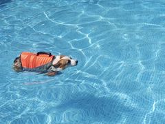 -爪吧宠物乐园 (温榆河示范区店)