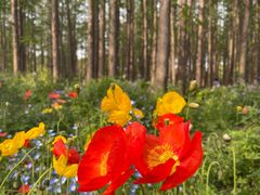 -上海共青森林公园