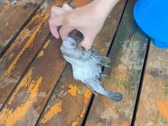 -蓝湾碧波·老字号·疍家非遗海上餐厅