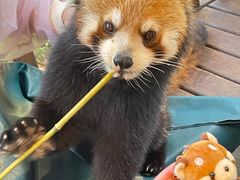 -普洱太阳河森林公园