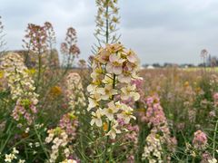 -中国天府农业博览园