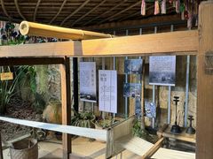 -西双版纳原始森林公园