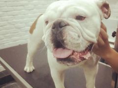 -八公叔叔宠物美容连锁(春申店)