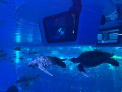 -成都浩海立方海洋公园