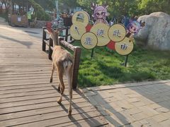 -北京鹿世界主题园