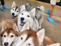 -TrueLove @ Neverland (Husky Cafe)