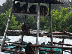 -西霞口神雕山野生动物世界