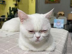 -吉丁鸟咖·异宠·寄养