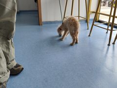-博特宠物医院24h犬猫全科.骨科·异宠