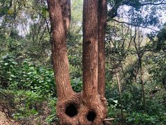 -上海佘山国家森林公园天马山园