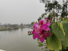 -江门古劳水乡旅游区