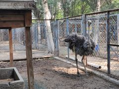 -长白岛森林公园