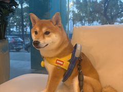 -瑞派申生动物医院·24H夜诊·国际动物医疗中心·骨外科(吴中路店)