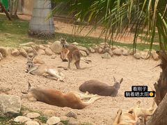 -灵玲国际马戏城